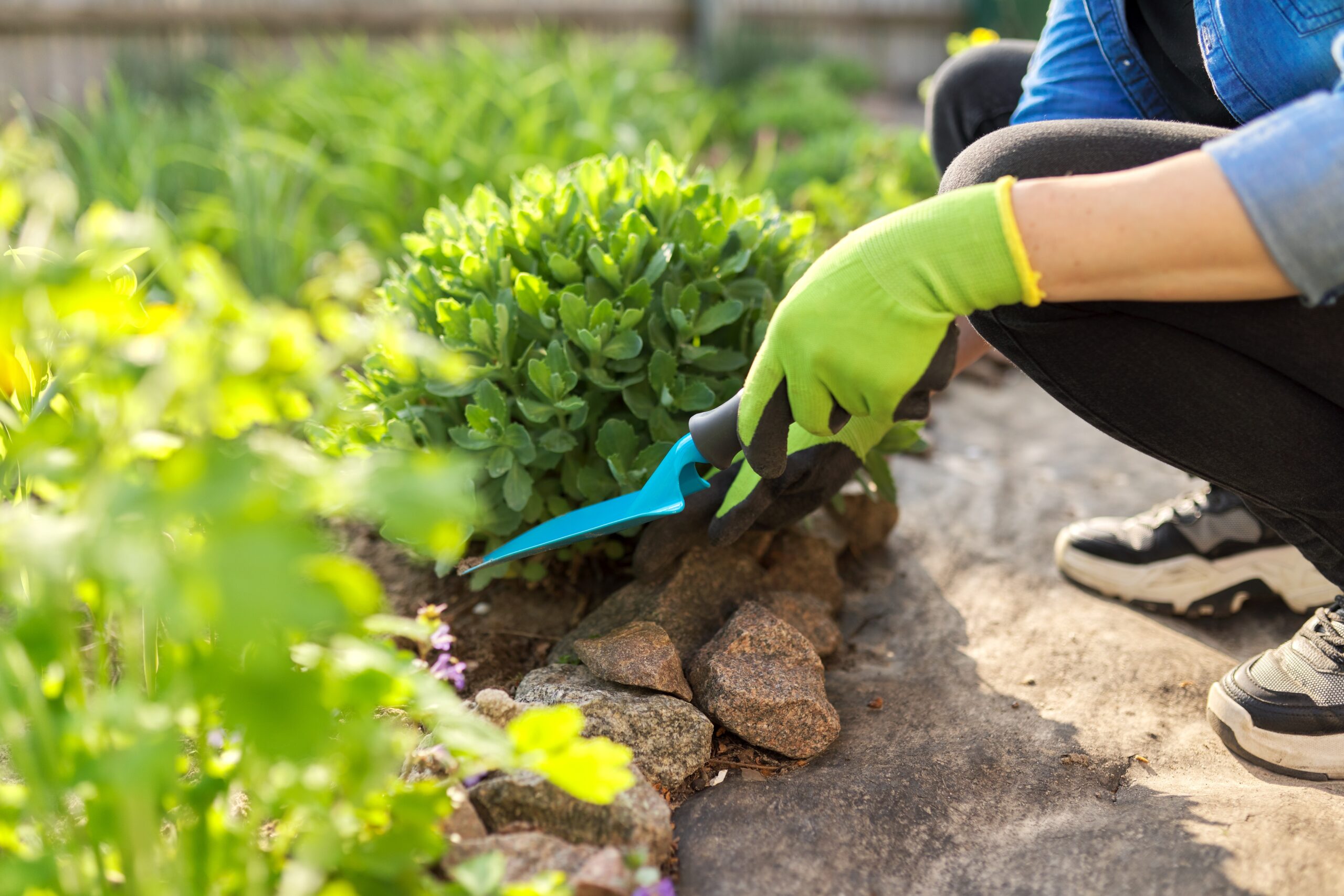 Spring gardening in backyard flower bed. Woman in gloves cultivating green plants and flowers with garden shovel, sedum close-up, hobbies and leisure of mature woman